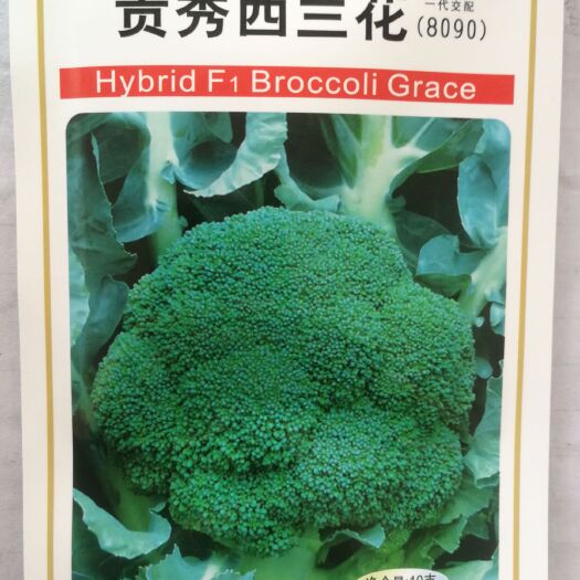 日本细花西兰花种子贵秀西兰花种子