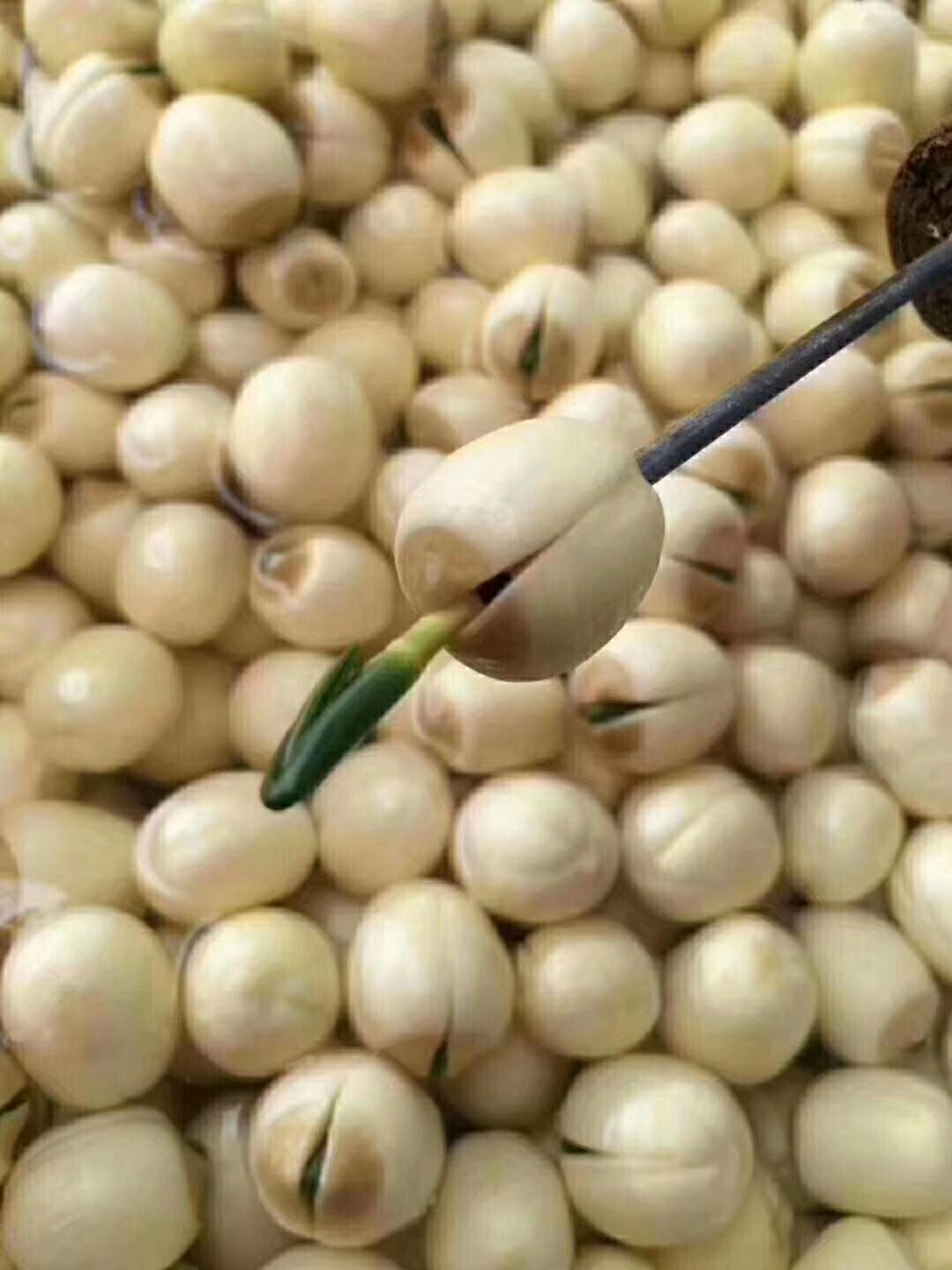 通芯莲 特级 85%-90%