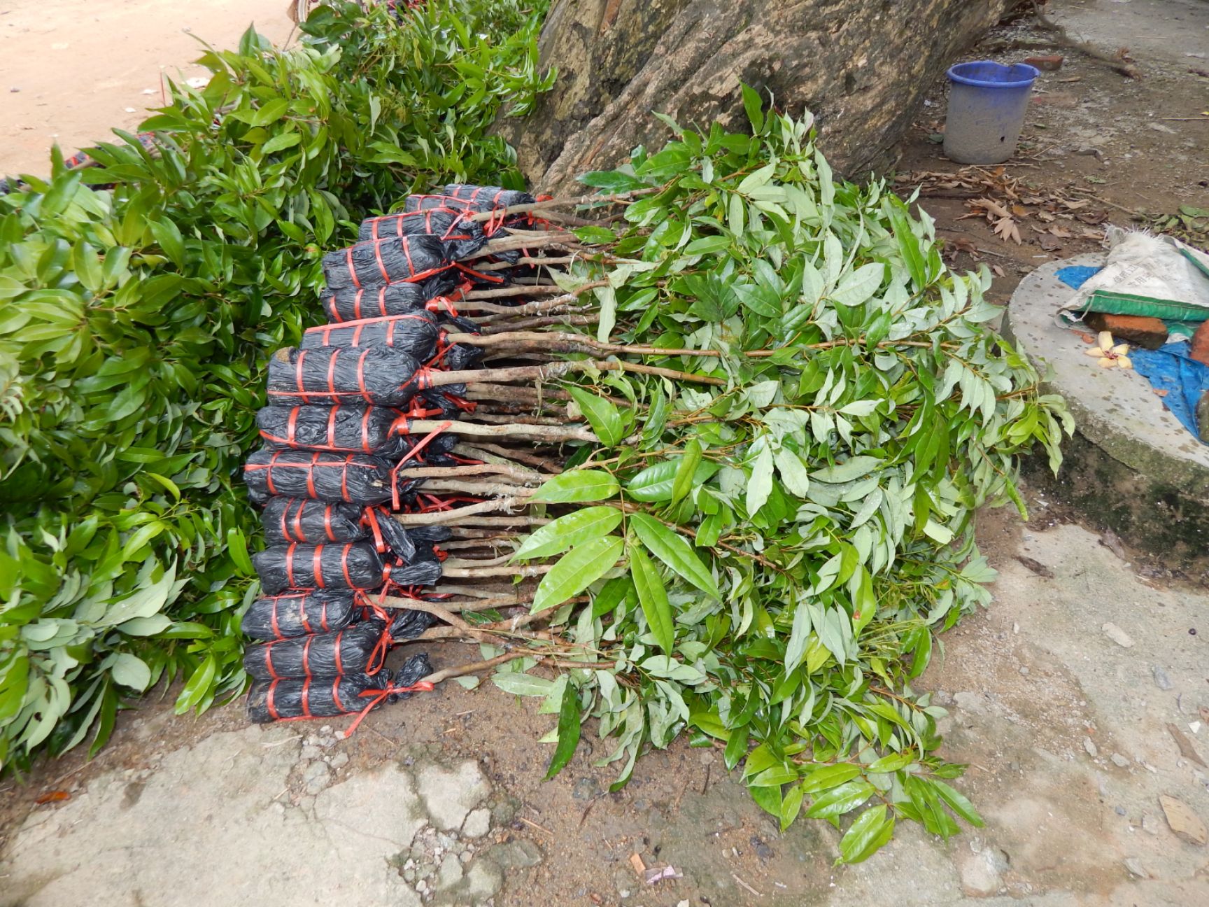 桂味荔枝苗 廣西荔枝嫁接苗 靈山荔枝苗批發(fā)