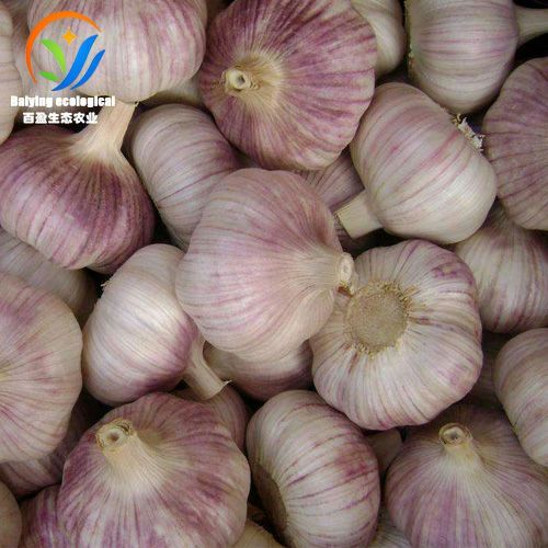 商河县 山东大蒜商河吴童白桥大蒜红蒜白蒜代收产地直供