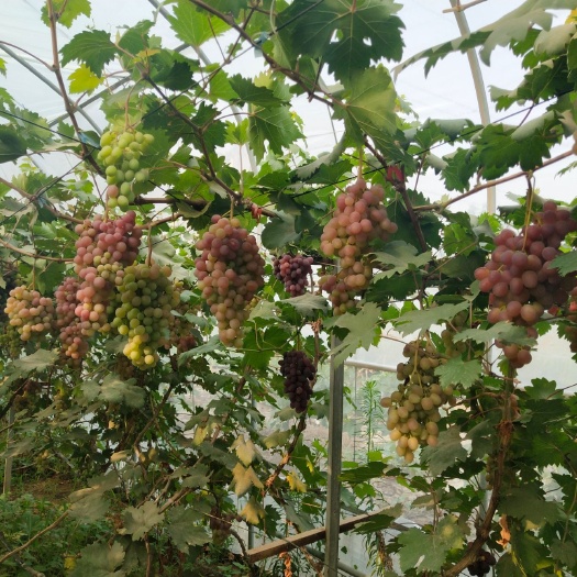 石家庄 红提大量供应