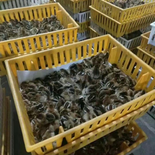 南宁 血毛土鸡苗