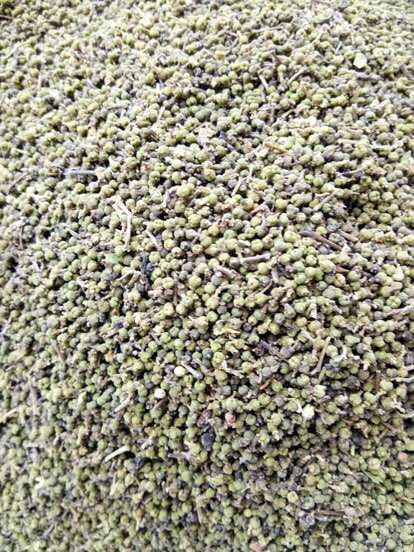 汉中吴茱萸 新产在十五天后就有了，欢迎询问