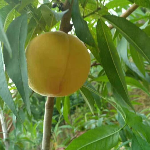 炎陵县 湖南株洲炎陵黄桃