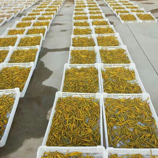  新鲜黄花菜，营养丰富，量大从优，绿色剂