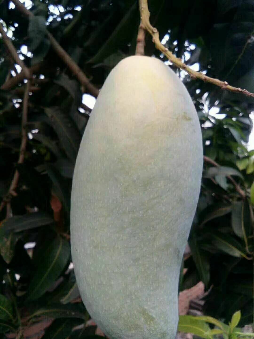 芒果直生苗（实生苗） 货品 很好