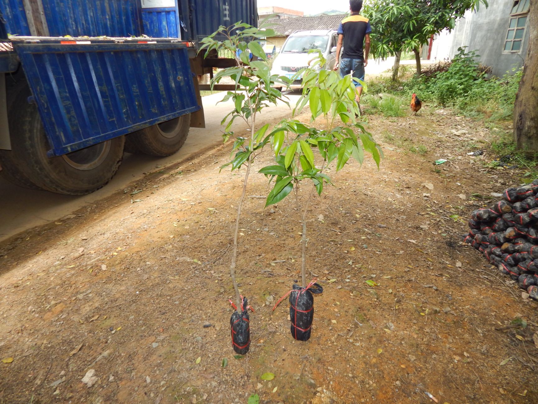 桂味荔枝苗 廣西荔枝嫁接苗 靈山荔枝苗批發(fā)