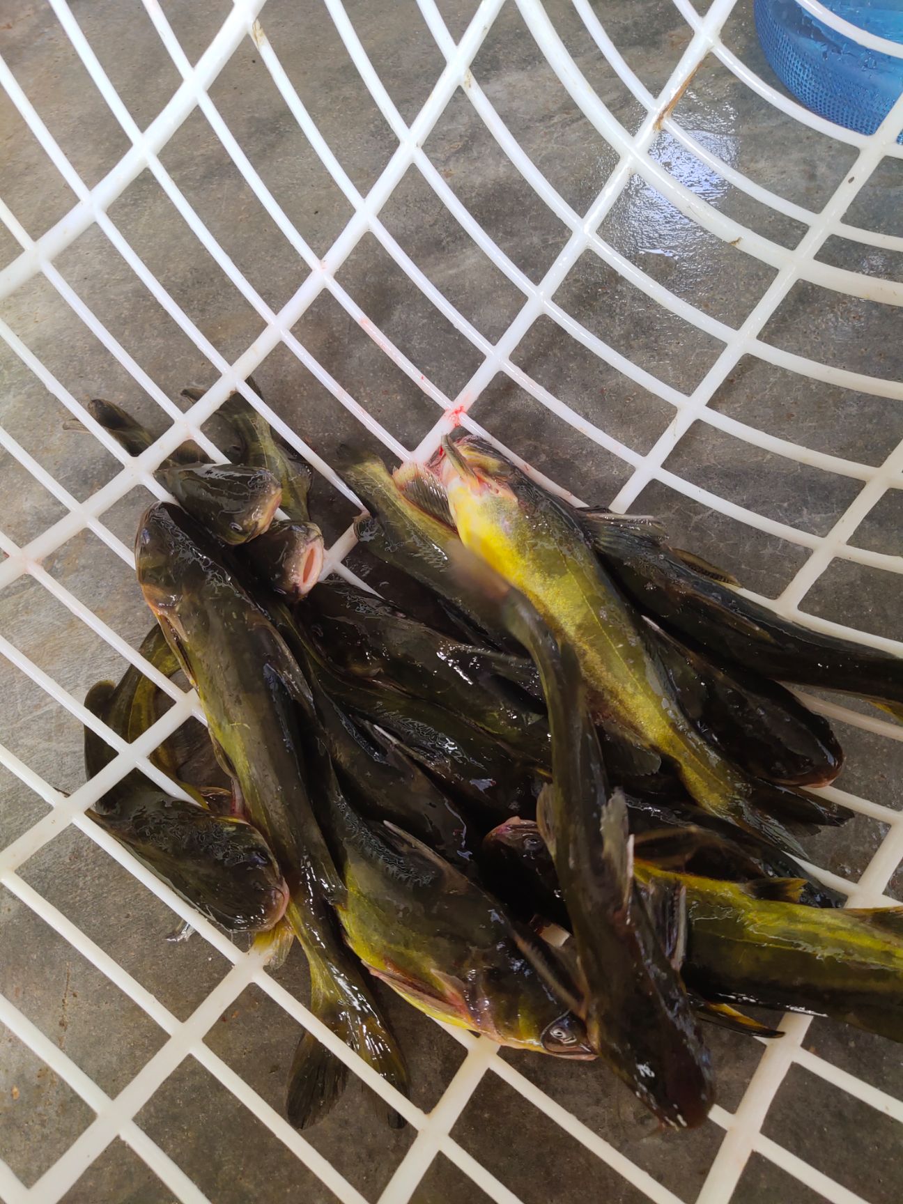 杂交黄骨鱼 人工养殖 0.25-1公斤