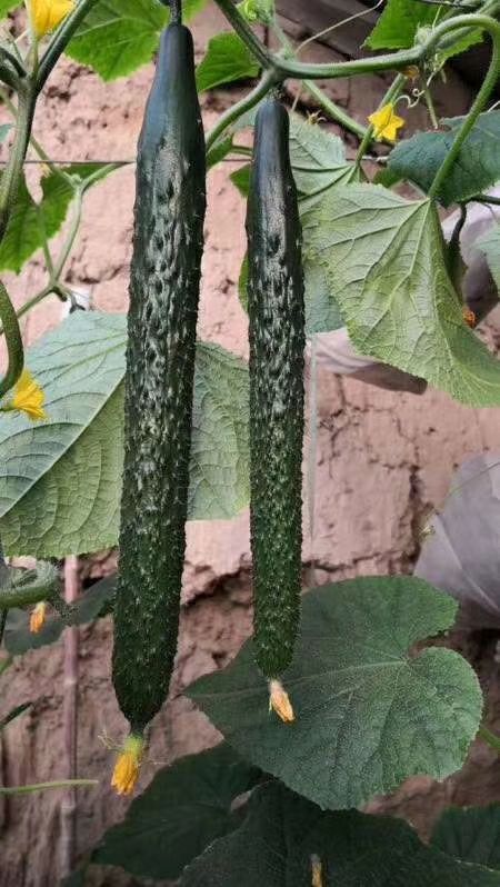 莘县密刺黄瓜 混装通货