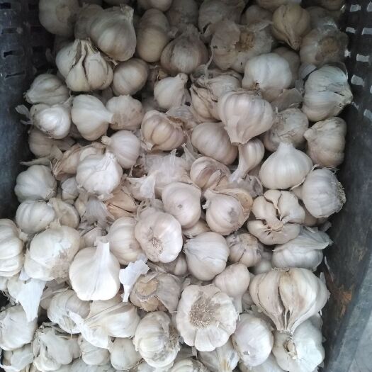 孝感白皮大蒜 自家种的。味足  够辣够辛。