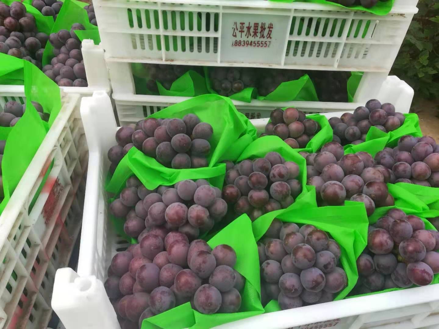 乒乓球葡萄 大量上市价格便宜