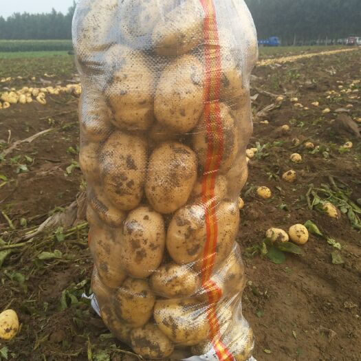 凌海市荷兰15号土豆 个大，货源充足