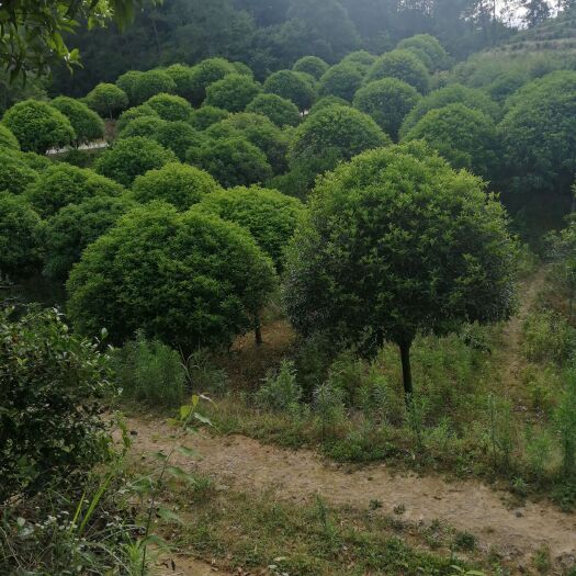 万源市金桂 八月桂有红花、黄花、白花。树形好，价格优惠。