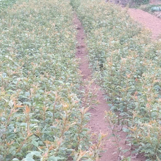 昭通美早苗 车厘子，小樱桃，樱花