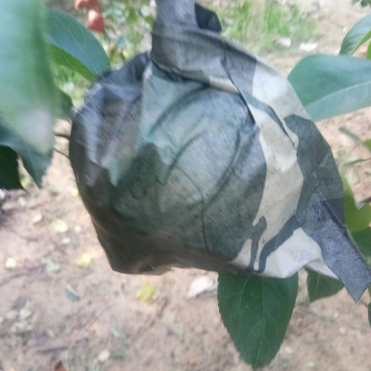 砀山县圆黄梨 皮翠汁舔