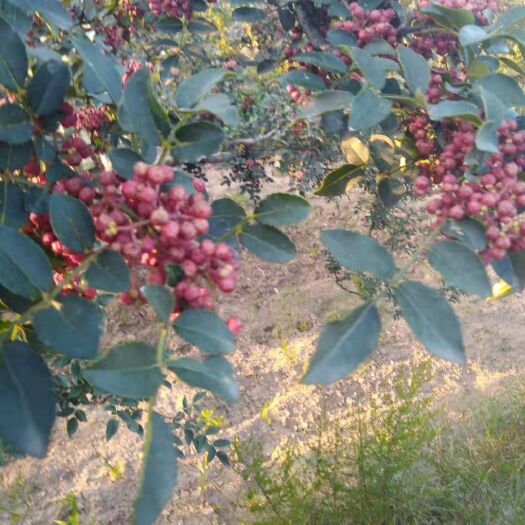 富平县齐椒 一级 干花椒