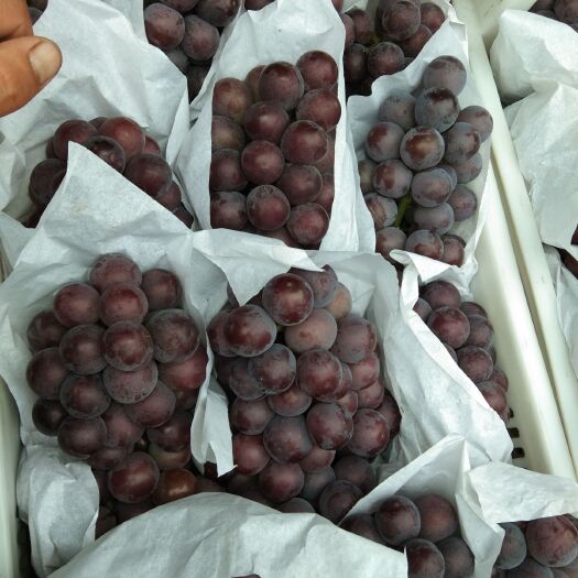 邯郸 乒乓球葡萄串大颗粒大口感好，耐运输不掉粒。