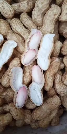 开封 鲜花生大量上市，颗粒饱满，白果，红果，代办代发，
