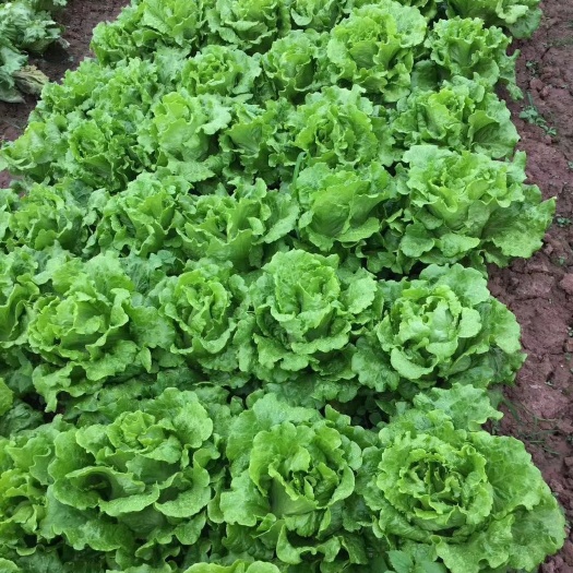生菜种子 耐热生菜意大利生菜四季生菜