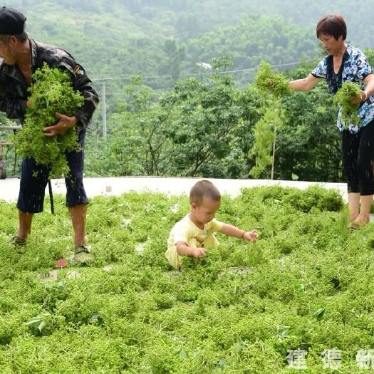 建德市吴茱萸
