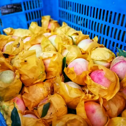 新昌县水蜜桃 45mm以上 4两以上