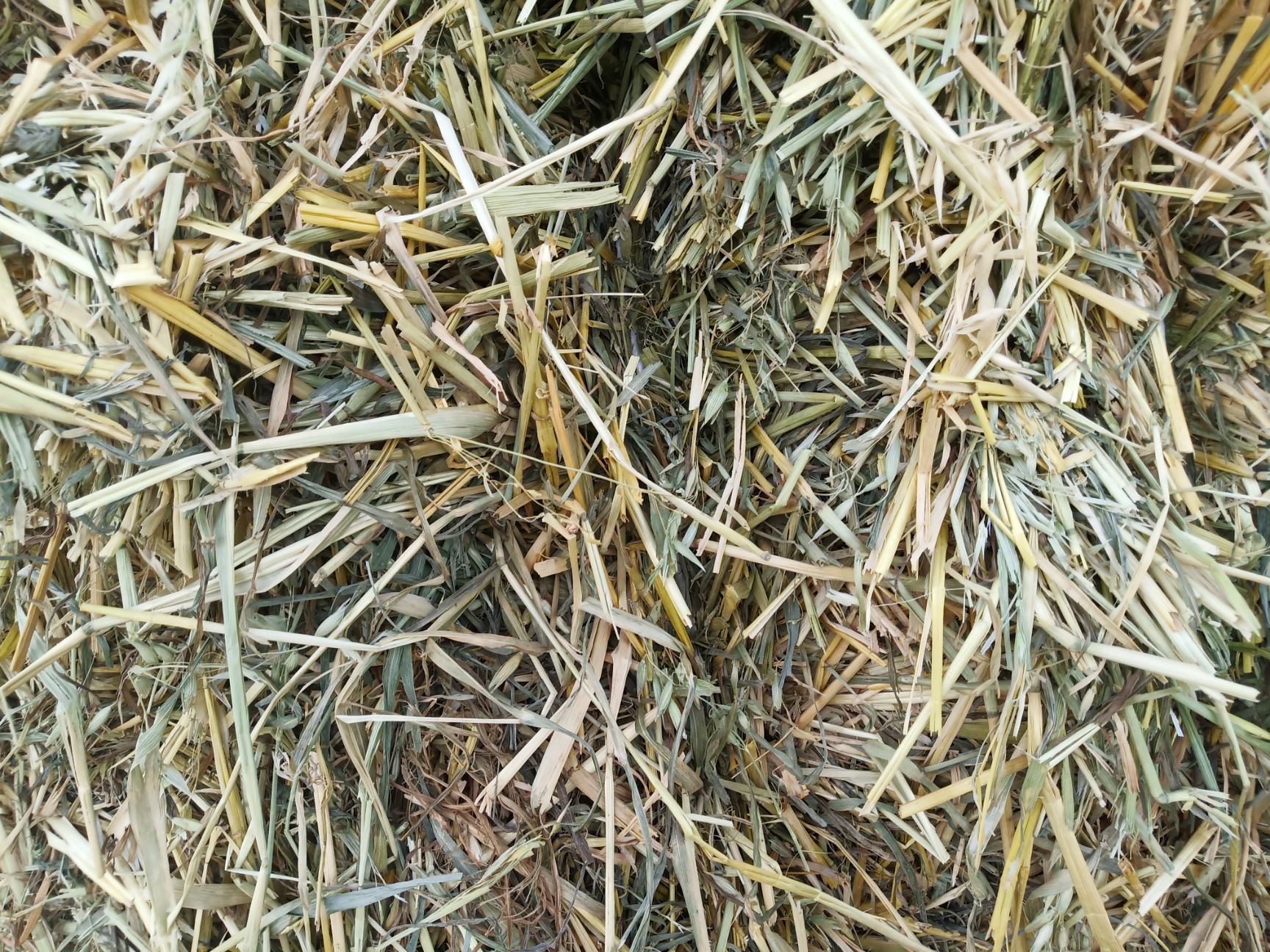 燕麦青贮草 燕麦草