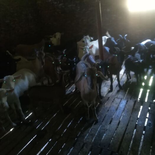 乳源县家里有小母种羊卖，大概今年10月份会有小羊出生，有需要者联系
