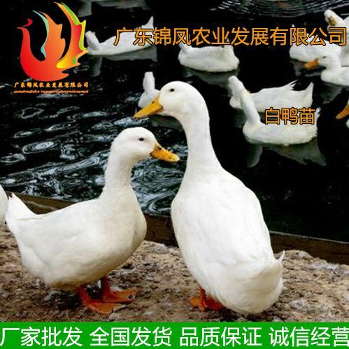 高州市 白鸭苗