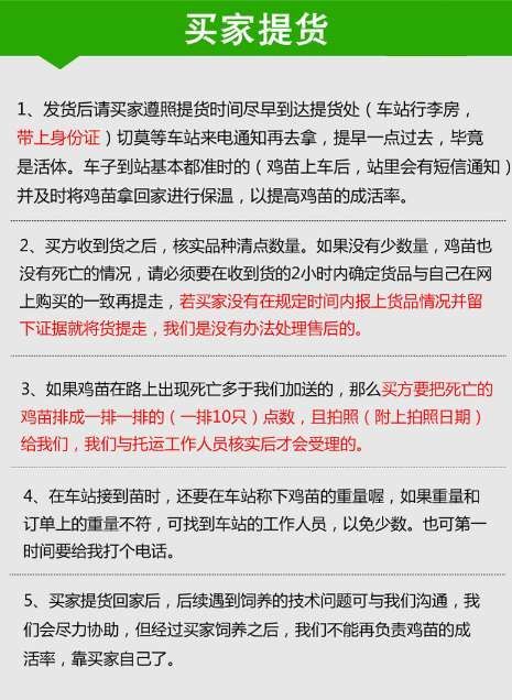 贵妃鸡苗  贵妃鸡鸡苗厂家直销量大从优包邮包路损包疫苗