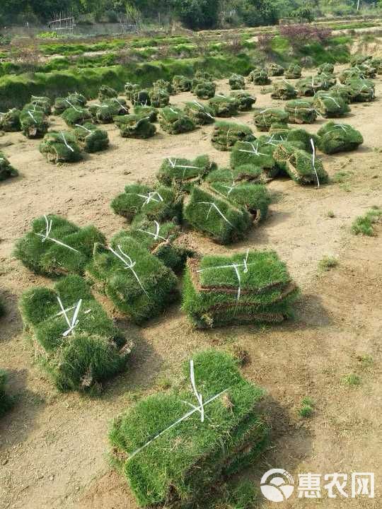 马尼拉草皮  百慕大草，马尼拉草，果岭草，质量好价格低