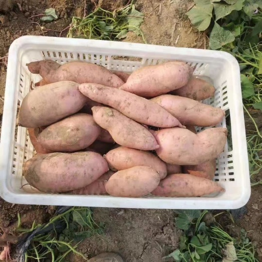 龙薯    烟薯，西瓜红，大量出库质量非常棒，期待诚信全国红薯界，