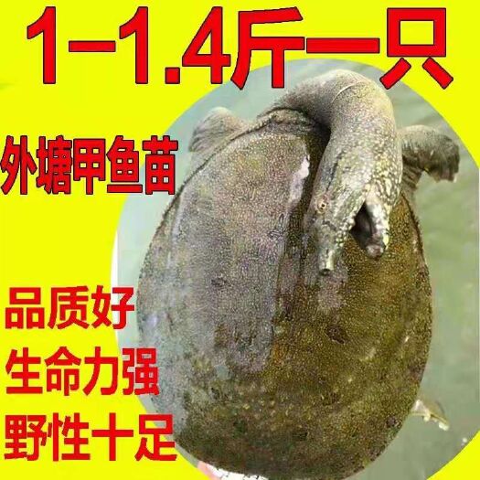 海盐县外塘1-1.5斤花点甲鱼26元一只