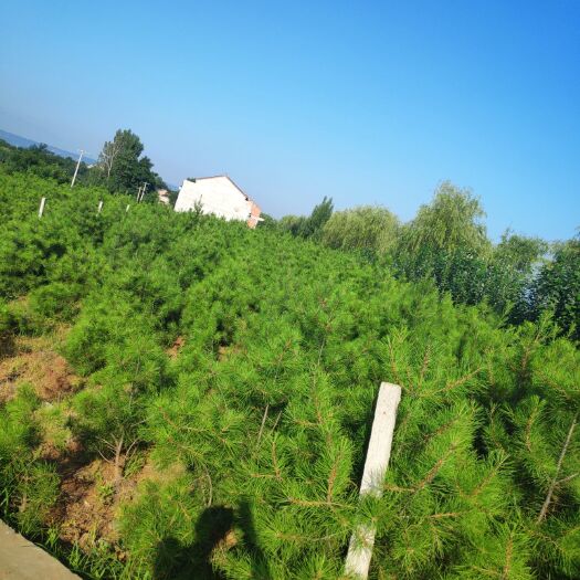 蓝田县精品白皮松 2大田上车