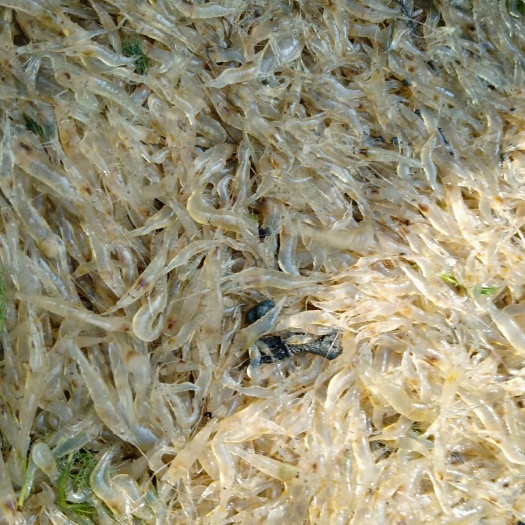 当涂县草虾 热水虾苗