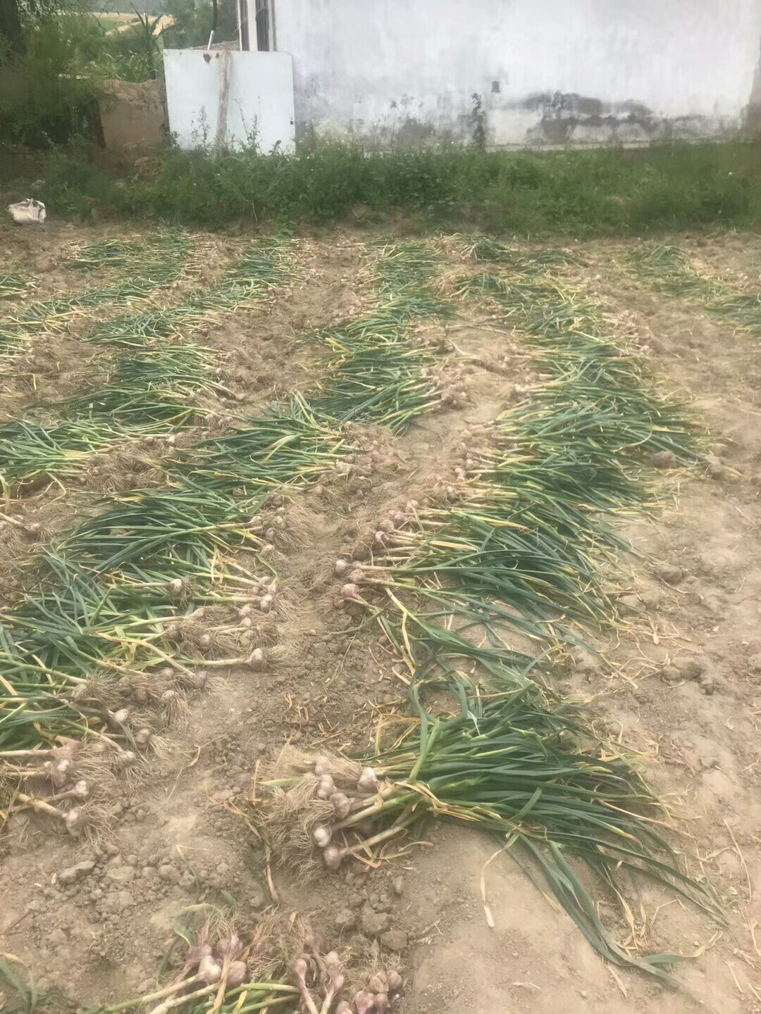  新疆木垒县孙家沟村的红皮大蒜无公害绿色食品