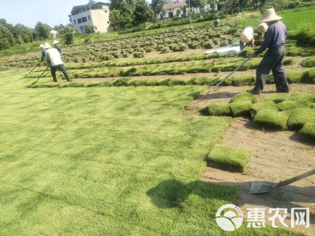 马尼拉草皮  百慕大草，马尼拉草，果岭草，质量好价格低