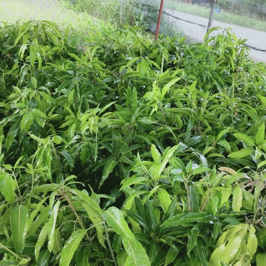 景东县晚熟芒果苗 品种纯正、挂果率高