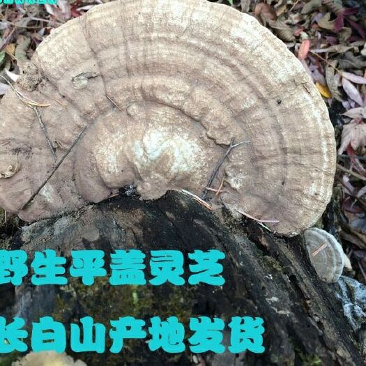 抚松县供应灵芝老牛肝 东北平盖灵芝 树舌芝长白山灵芝