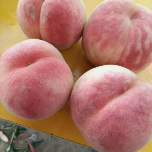 夏县红不软桃 65起步50%红度，看货定价