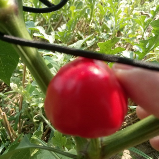 太康县 草莓辣椒，上市了，有需要的老板抓紧时间给我联系，万亩