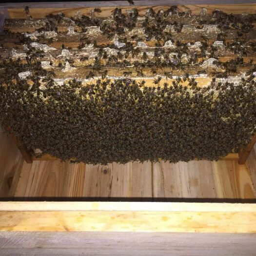 大邑县 蜜蜂 中蜂量大从优  欢迎来扰