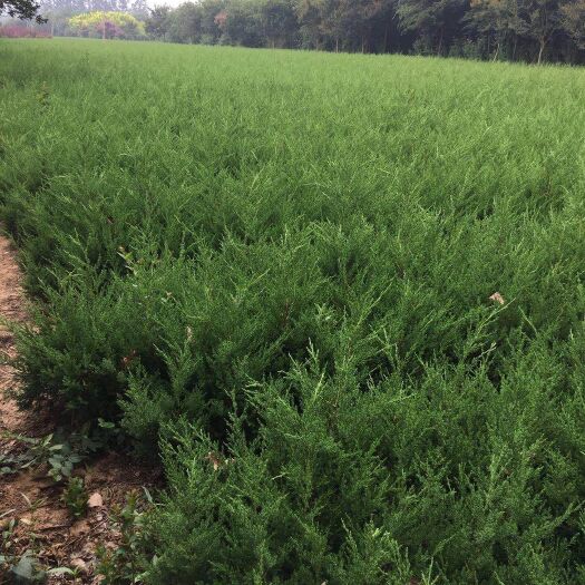 沭阳县桧柏 塔柏蜀桧40-60，基地现挖，大量现货，规格齐全，欢迎考察。