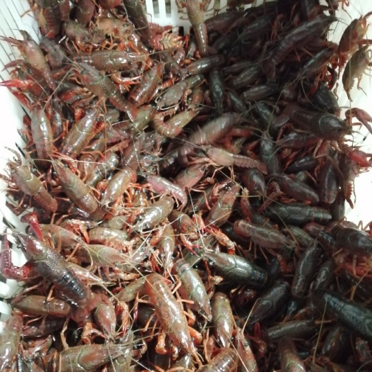 洪湖市 虾苗与种虾批发