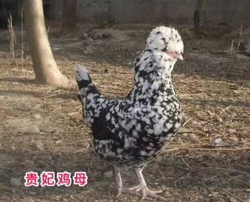 广州贵妃鸡苗 统货