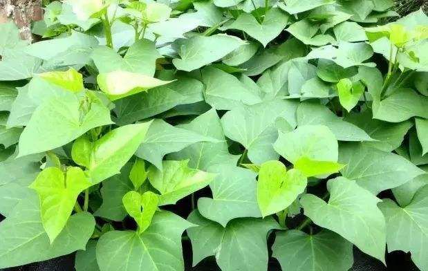植物生长调节剂农药  甲哌鎓