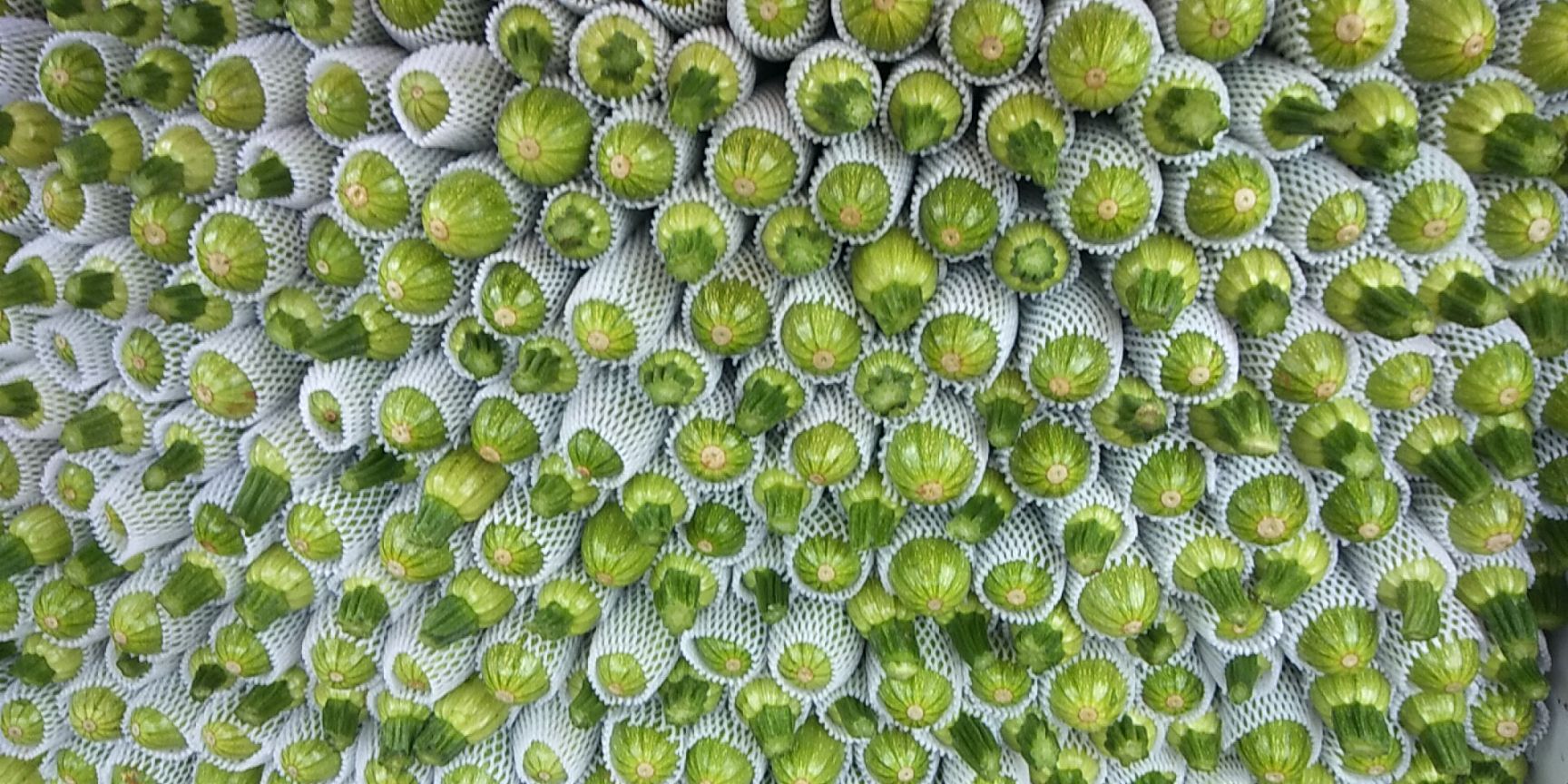  西葫芦，常年供货，量大优先