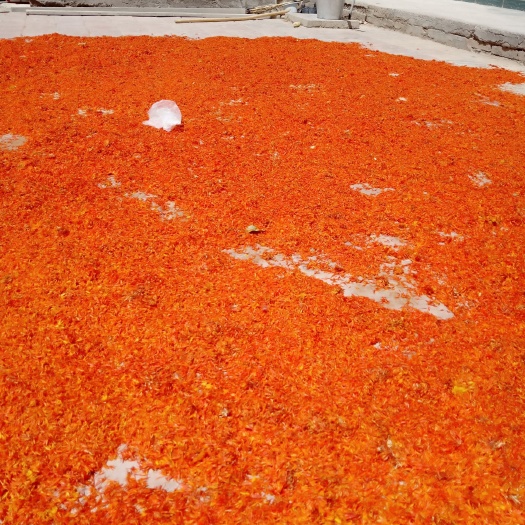 玉门市红花出售，寻找买家。
