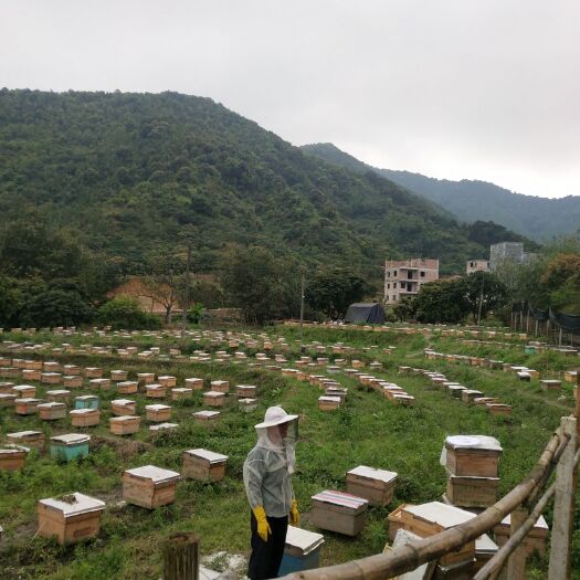 大方县中华蜜蜂
