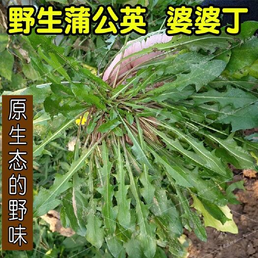 沭阳县野生蒲公英种子蒲公英种籽孑食用婆婆丁四季播种盆栽野菜包发芽