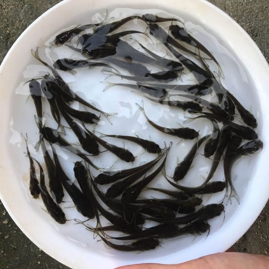 眉山钳鱼苗  叉尾鮰钱鱼美国江团梭边鱼规格齐全大小整齐全国发货